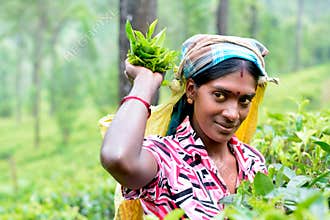 Tamil woman from Sri Lanka breaks tea leaves