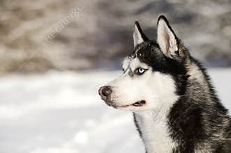 Male Husk outdoors in a snowy forest