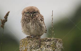 A cute baby Little Owl Athene noctua perched on a post in the evening.