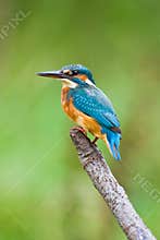 European Kingfisher