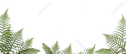 Border of ferns