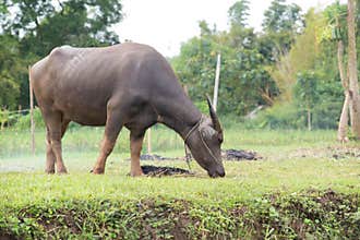 buffalos: animals, mammals, pets, because farmers feed cattle as
