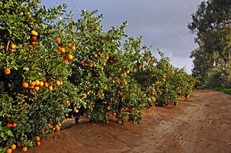 Road with many orange trees