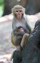 Rhesus macaque monkeys