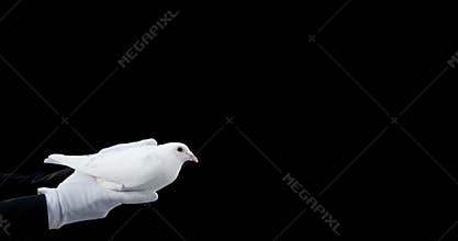Hands holding a dove bird