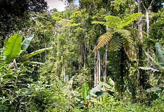 Ranamafana rainforest - Madagascar