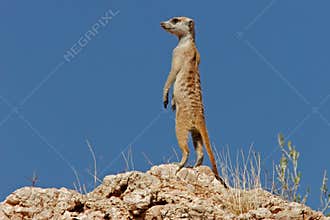 Suricate (meerkat)