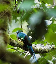 Bird Quetzal