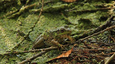 Northern Green Frog 3