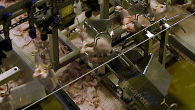 Food processing factory, chicken meat