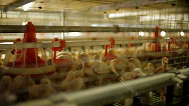 Chicken Farm poultry production