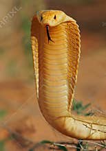 Cape cobra