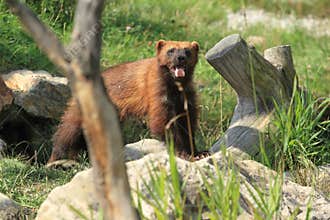 European wolverine