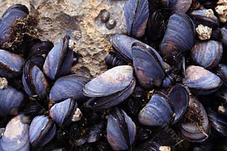 Mussels Closeup