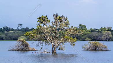Little cormorant in Thabbowa sanctuary, Puttalam, Sri Lanka