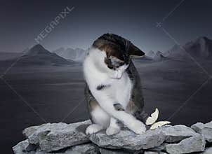 Young cat playin