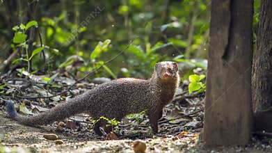 Grey Mongoose in Minneriya national park, Sri Lanka