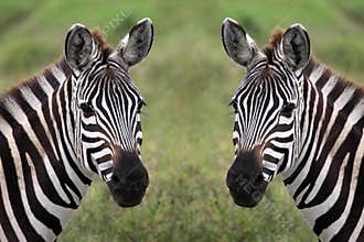 Zebra duo