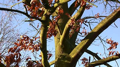 Trees