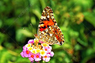 Colorful butterfly on a blossom