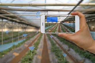 Smart Farming Agriculture Concept Using Internet of Things, IOT, and Augmented Reality, AR, and Smart Device