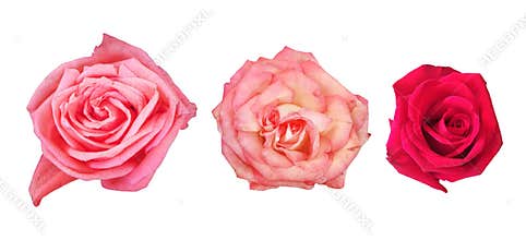 Beautiful pink and red roses isolated.Set of flowers