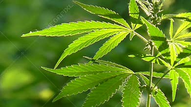 Vivid green leaves swaying in wind.