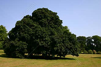 Chesnut Tree