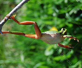 Frog's jump (2)
