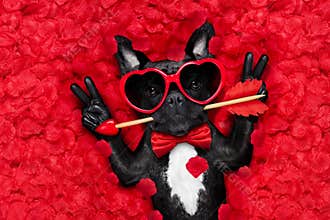 Valentines dog in love