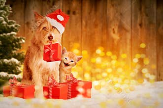 Dog and cat at Christmas with gifts