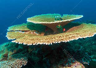 Big table corals Acropora pulchra, Maldives