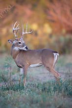 Fall colors with whitetail deer