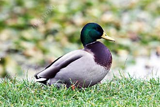 The mallard or wild duck