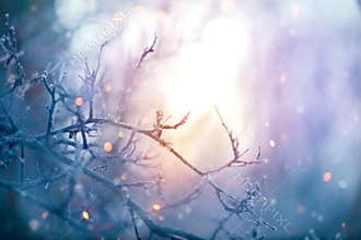 Winter nature. Christmas holiday background