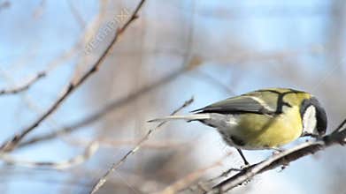 Winter birds on branches, great tit