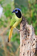 Vertical photograph of colorful green jay