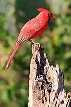 Northern Red cardinal