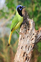 An alert green jay