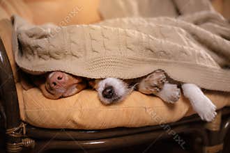 Dog Jack Russell Terrier and Dog Nova Scotia Duck Tolling Retriever . Happy New Year, Christmas, pet in the room the Christmas