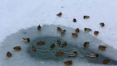 A flock of ducks swimming in the ice-hole on a frozen pond