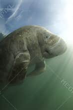 Manatee and Sky
