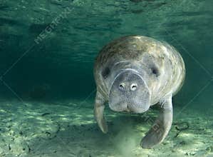Manatee Portrait