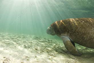 Manatee with Sunrays