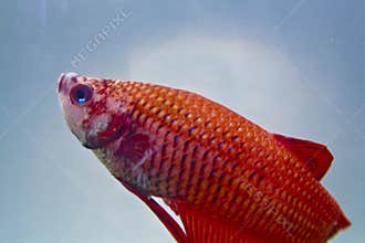 Betta Fish
