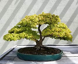 Bonsai deciduous tree