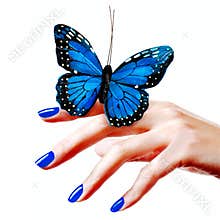 Blue butterfly