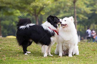 Samoyed and Border Collie