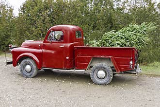 Old vintage red pickup truck carrying a Christmas tree in the be