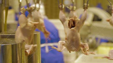 Poultry meat during production process